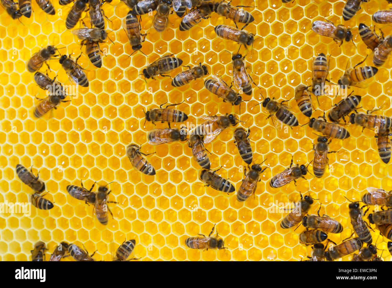 Working bees on honey cells Stock Photo