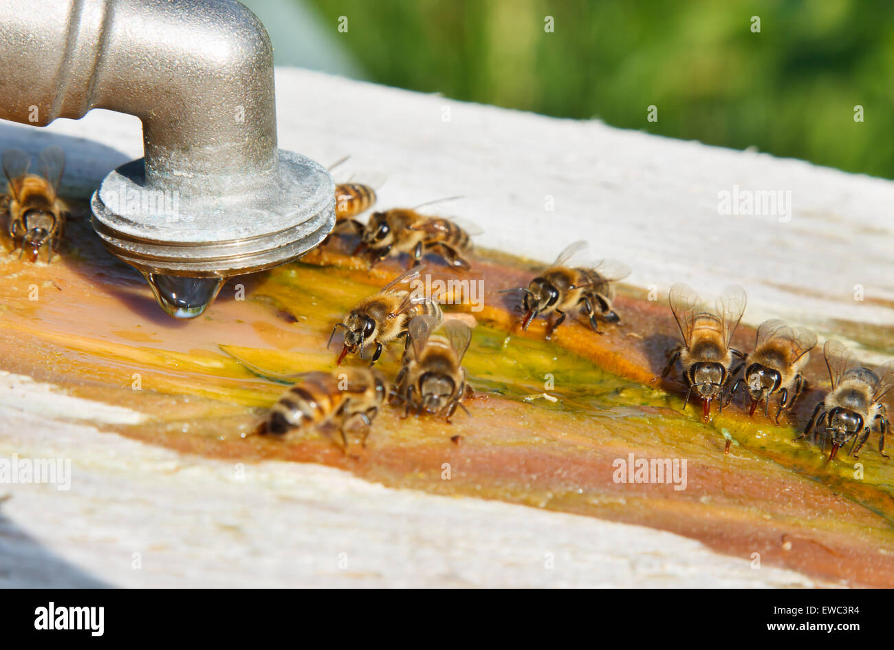 Homemade trough for bees made of planks. Bees drink water Stock Photo