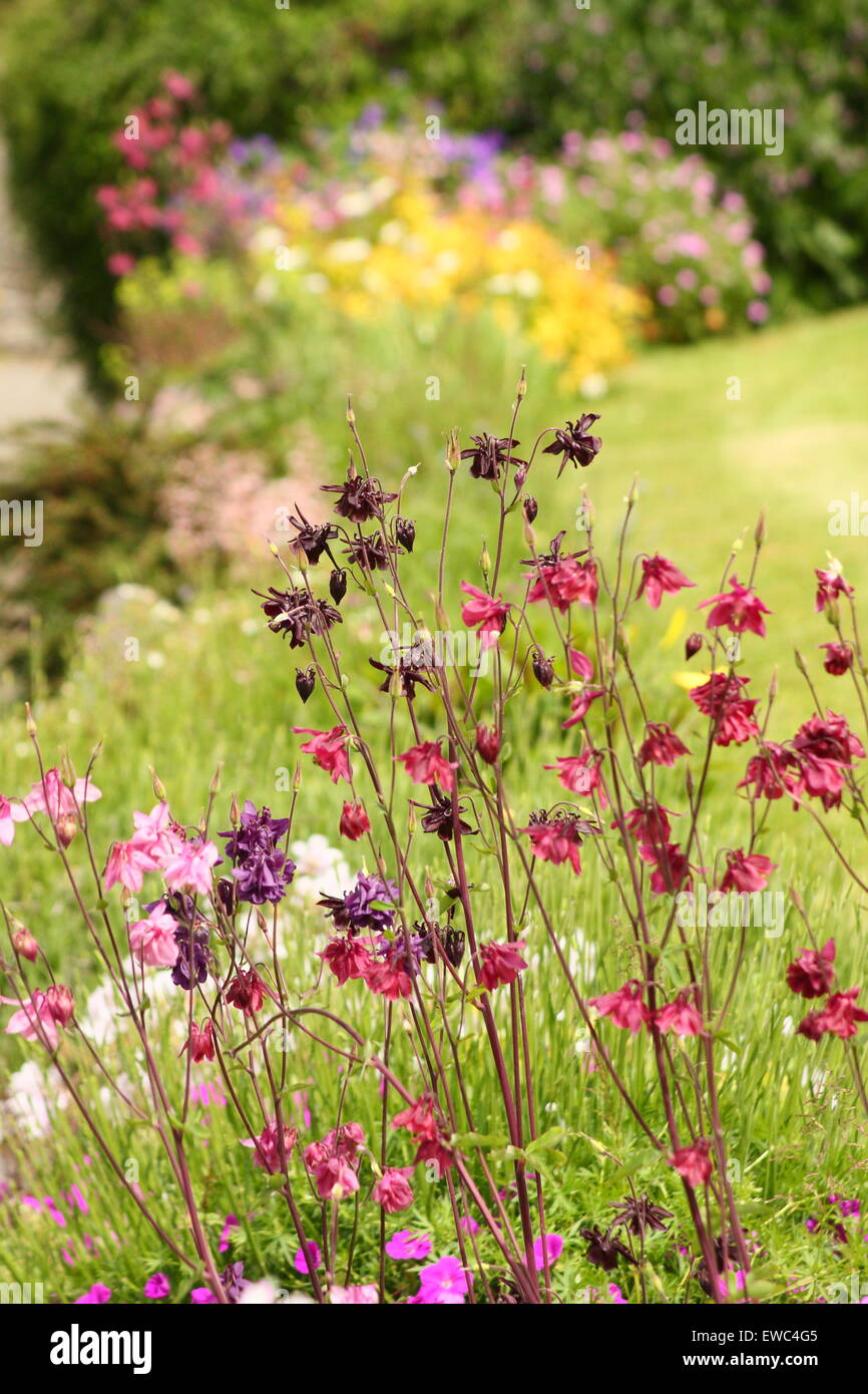 Aquilegia grows in a border in an English village country garden, Derbyshire, England UK Stock Photo