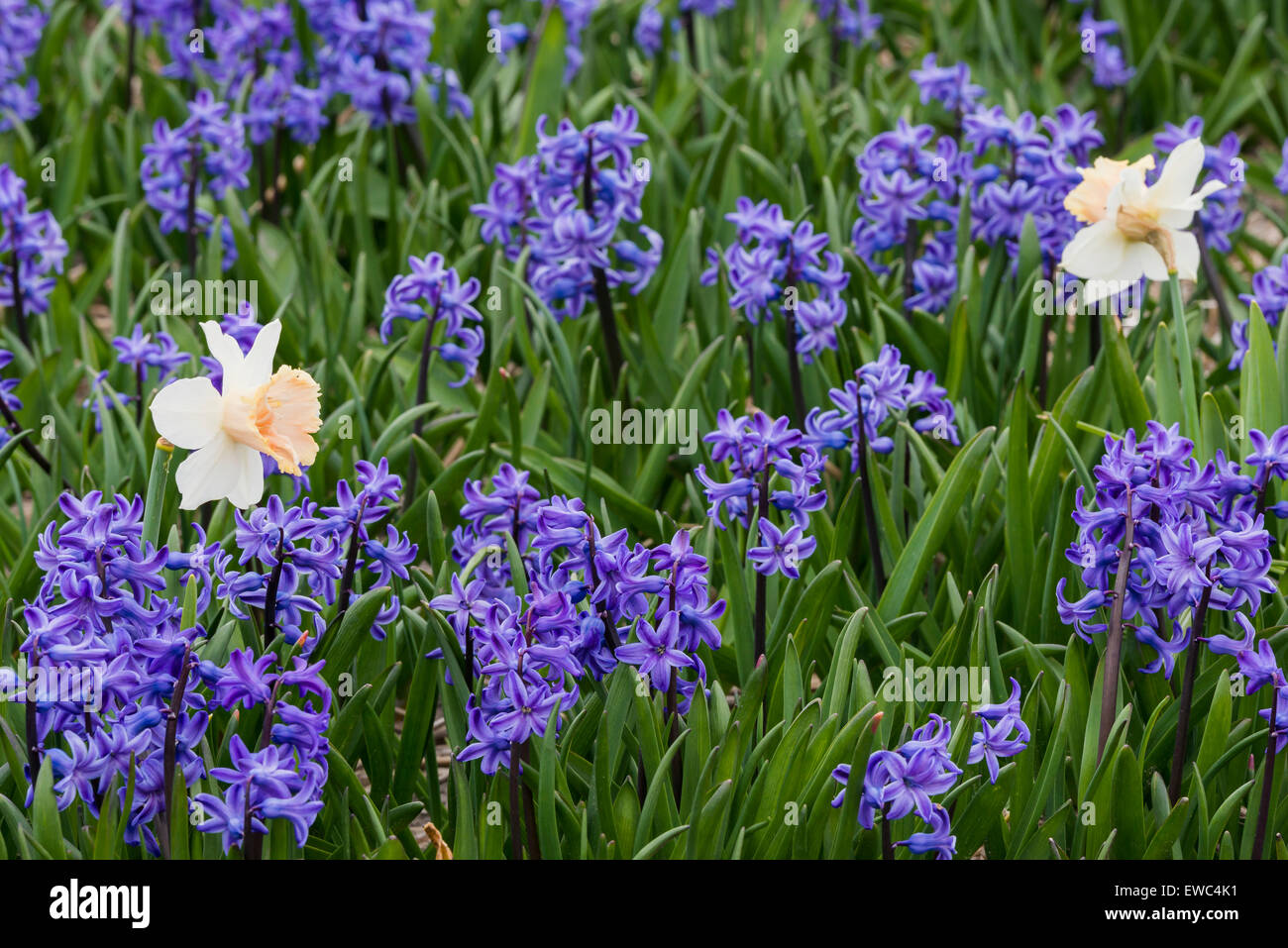 Two daffodils in a field of hycinth near Lisse and the Keukenhof in Holland. Stock Photo