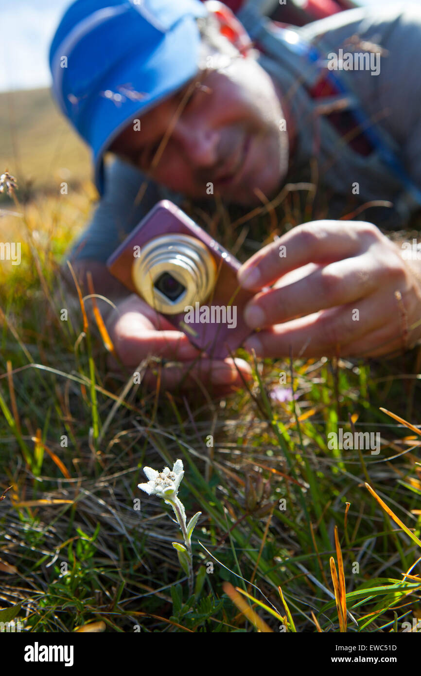 A male hiker takes a picture of an Edelweiss alpen flower during the Glocknerrunde, a 7 stage trekking from Kaprun to Kals Stock Photo