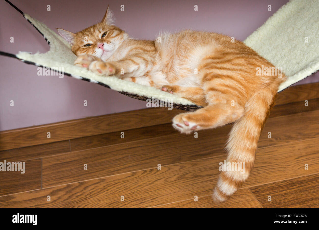 Happy ginger cat sleep in a fur hammock Stock Photo
