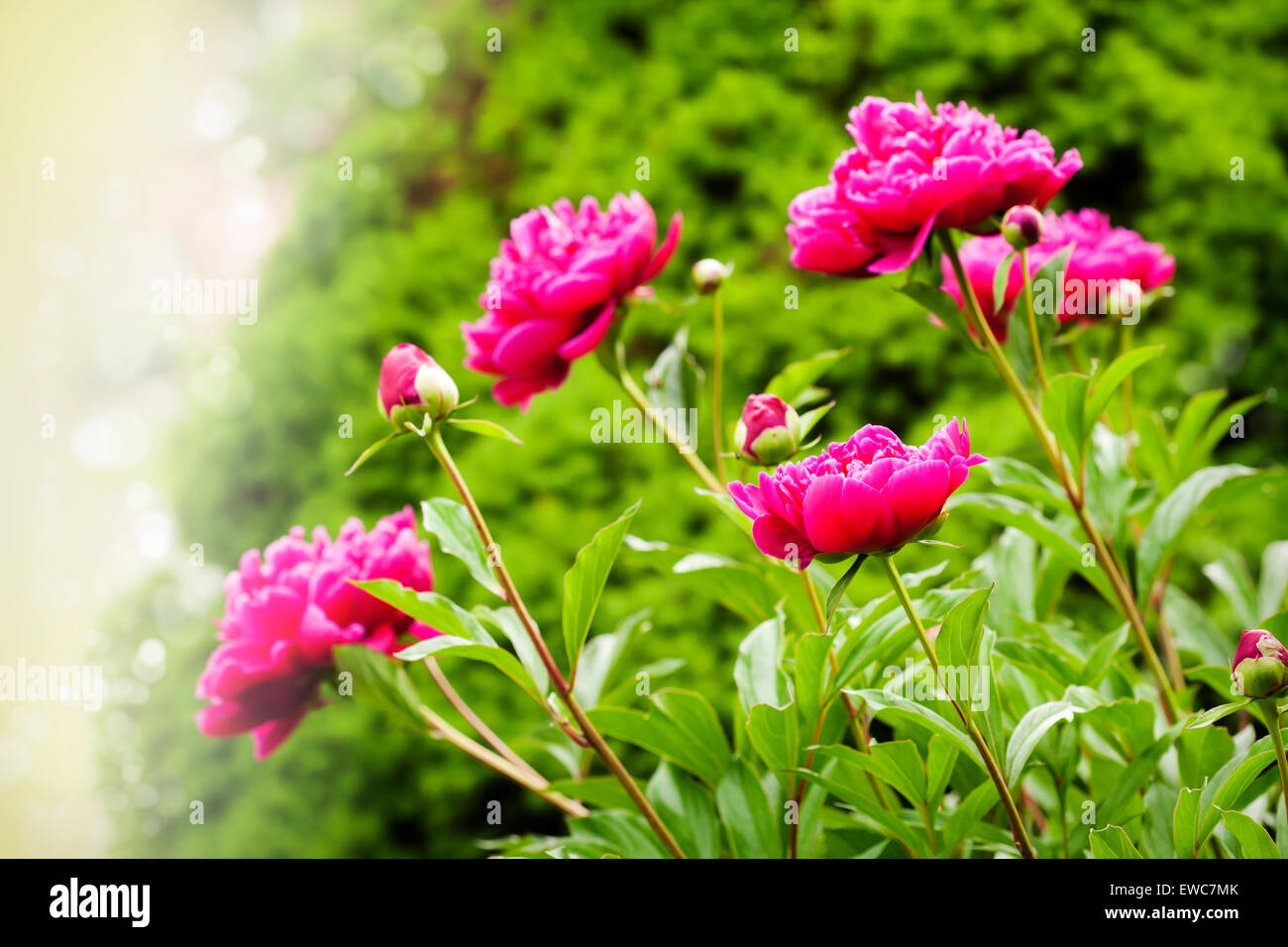 Blurred garden background hi-res stock photography and images - Alamy