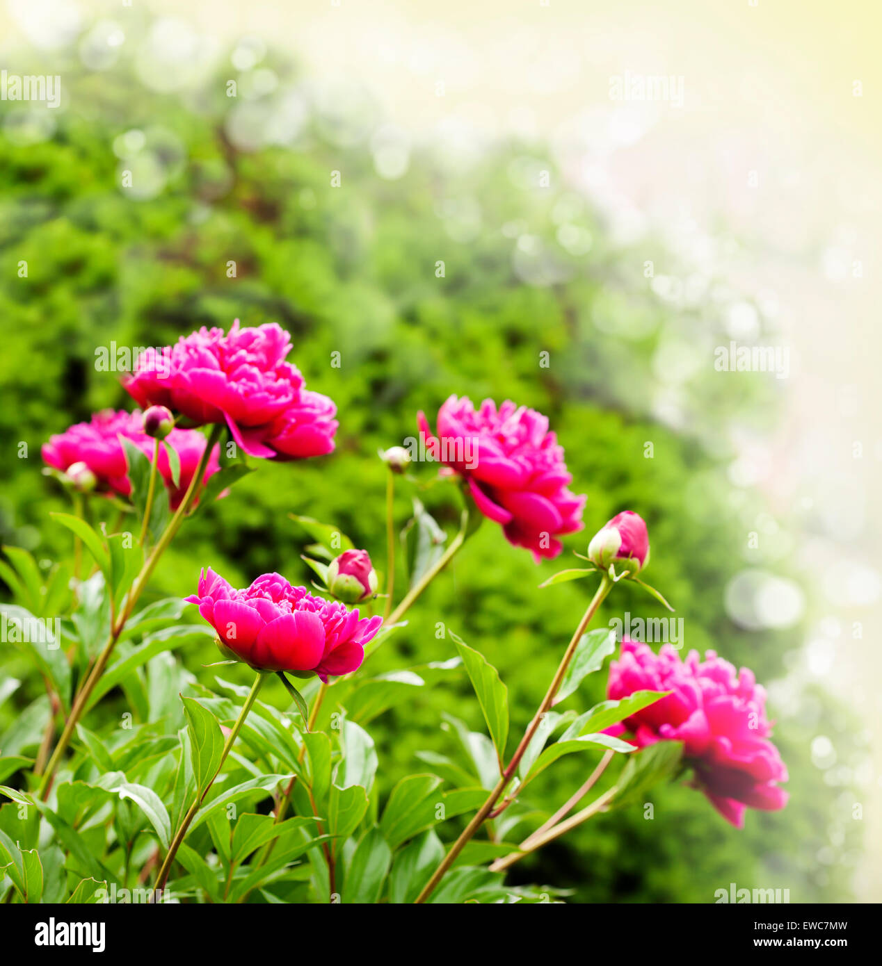 Beautiful Peonies on blurred garden background Stock Photo - Alamy