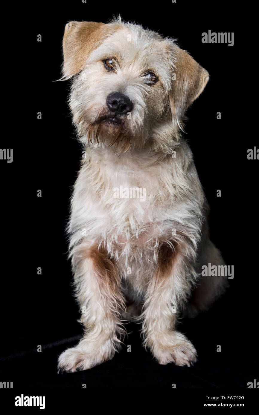 Classic studio portrait of an adult wire hair white shaggy Terrier mix dog on black background with floppy ears and cocked head Stock Photo