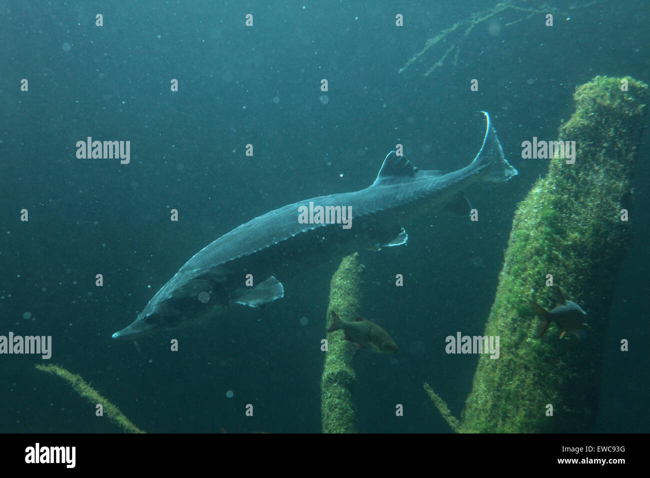 European sturgeon (Huso huso), also known as the beluga at Schönbrunn Zoo in Vienna, Austria. Stock Photo