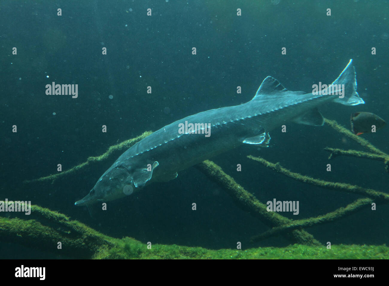 European sturgeon (Huso huso), also known as the beluga at Schönbrunn ...