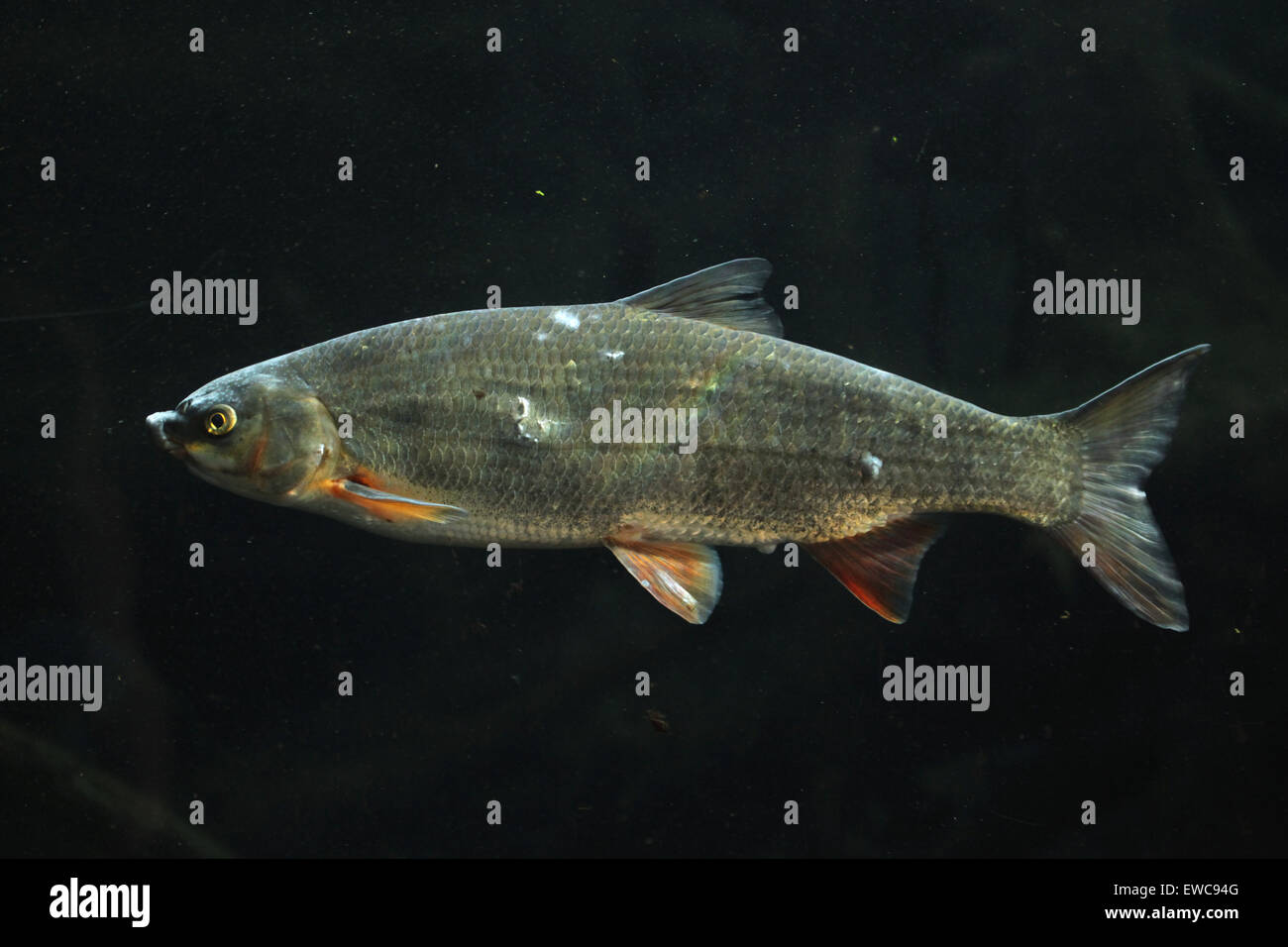 Common nase (Chondrostoma nasus), also known as the sneep at Schönbrunn Zoo in Vienna, Austria. Stock Photo