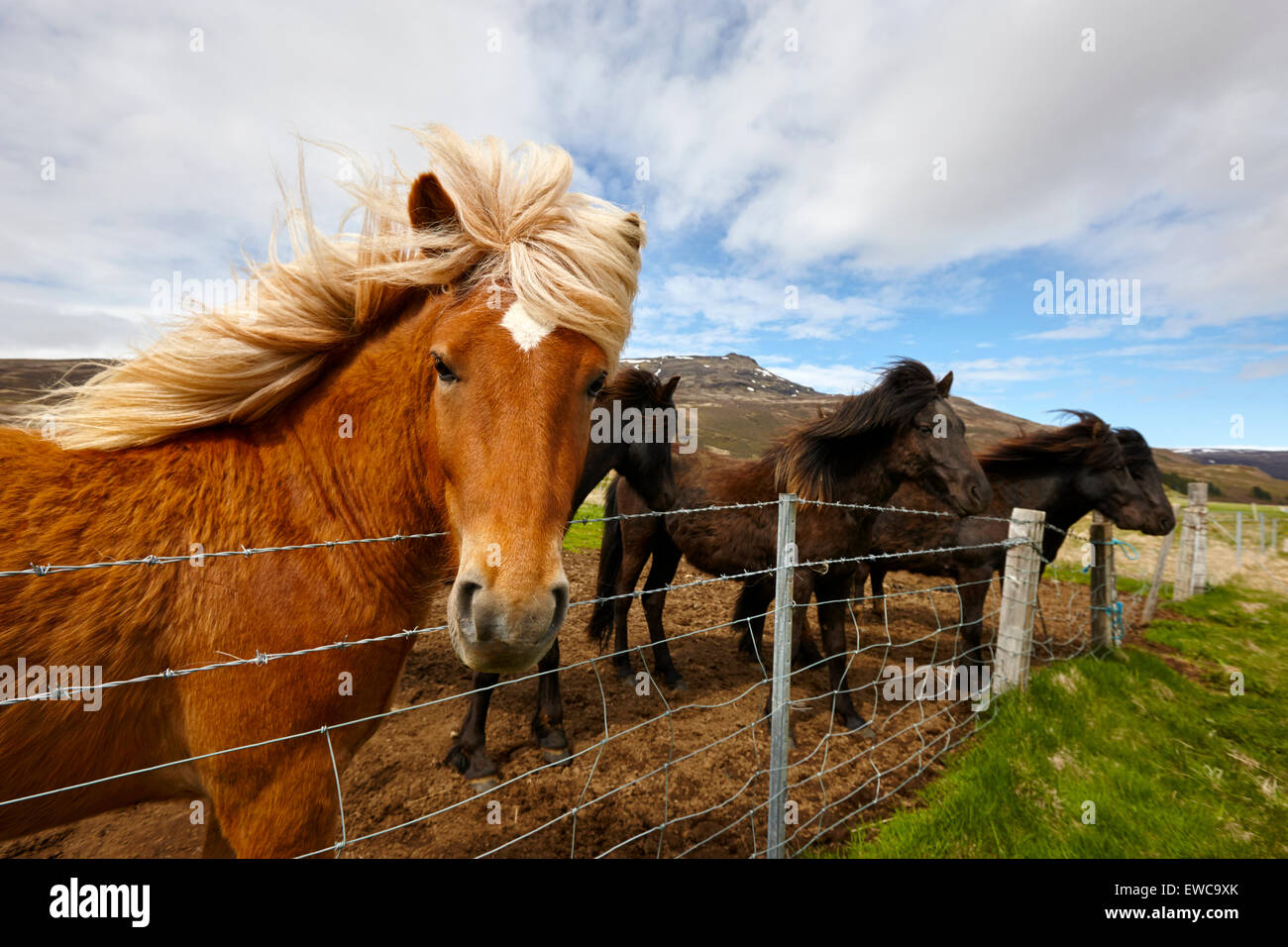 icelandic horses iceland Stock Photo Alamy