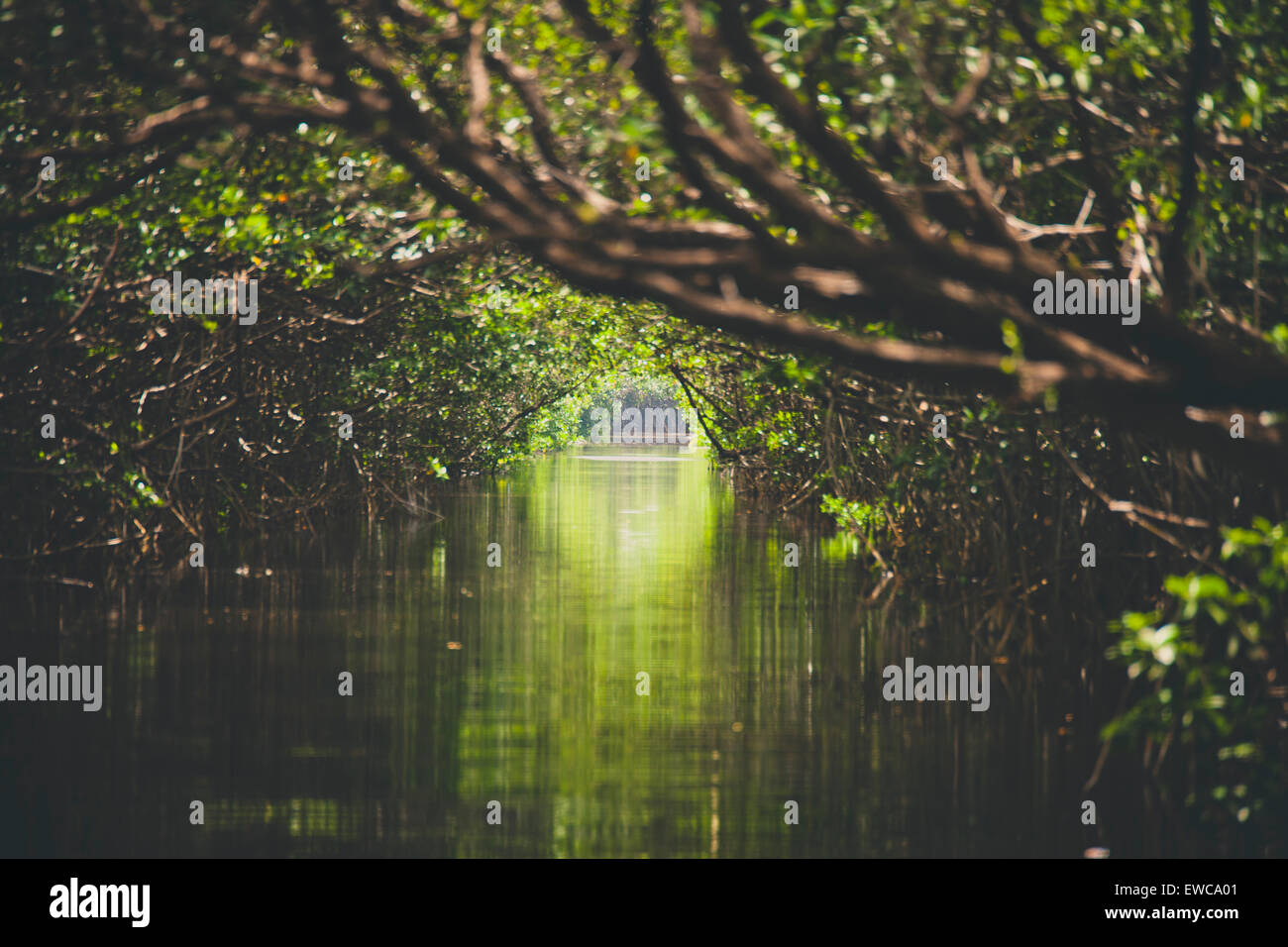 A passage through the Mangrove Swamp near Morón, Cuba. Stock Photo
