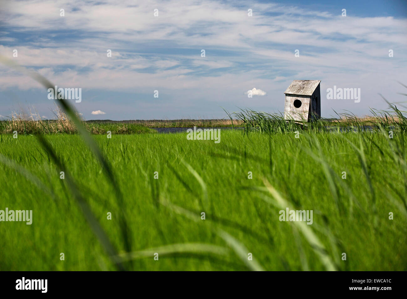 Wood duck nesting box Stock Photo Alamy