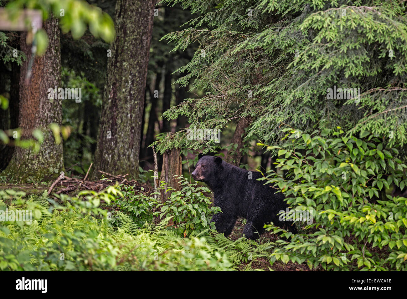 Urban black bear hi-res stock photography and images - Alamy
