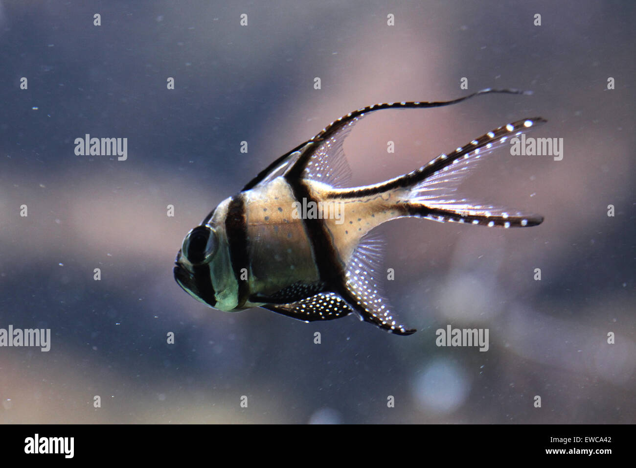 Banggai cardinalfish (Pterapogon kauderni) at Frankfurt Zoo in Frankfurt am Main, Hesse, Germany. Stock Photo