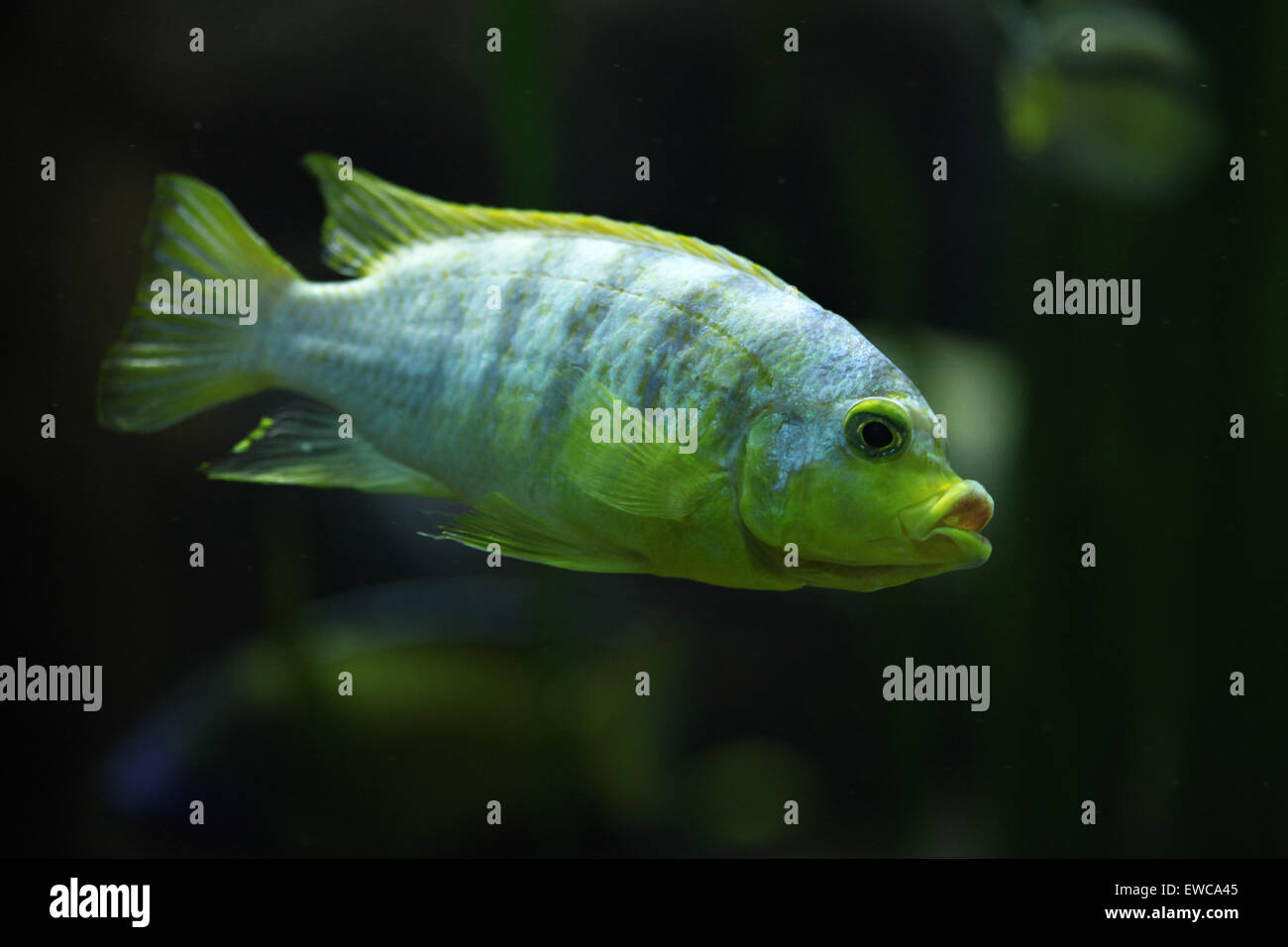 Perlmutt cichlid (Labidochromis sp. perlmutt) at Frankfurt Zoo in