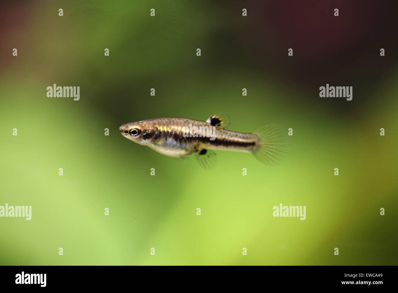 Least killifish heterandria formosa hires stock photography and images