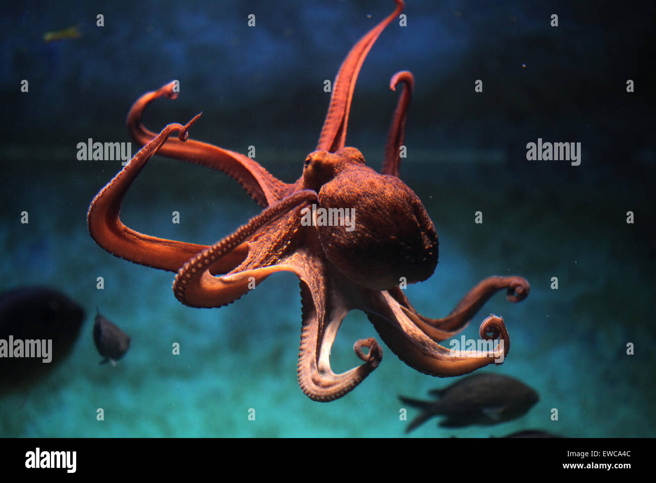 Common octopus (Octopus vulgaris) at Frankfurt Zoo in Frankfurt am Main, Hesse, Germany. Stock Photo