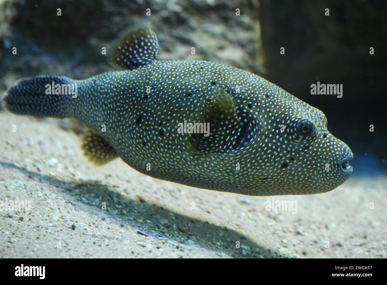 Stripped puffer (Arothron meleagris), also known as the golden puffer. Stock Photo