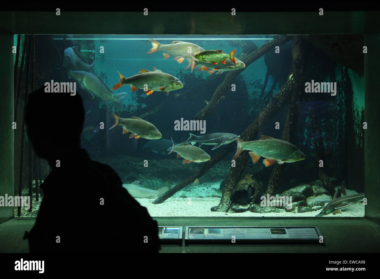 Visitor looks at an aquarium with common rudds (Scardinius