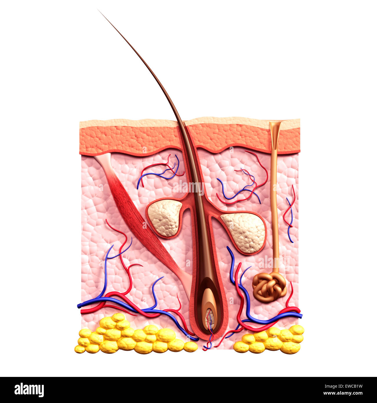 License available at MaximImages.com - Cross section of skin showing hair follicle, sebaceous glands, sweat gland and arrector pili muscle structure, Stock Photo