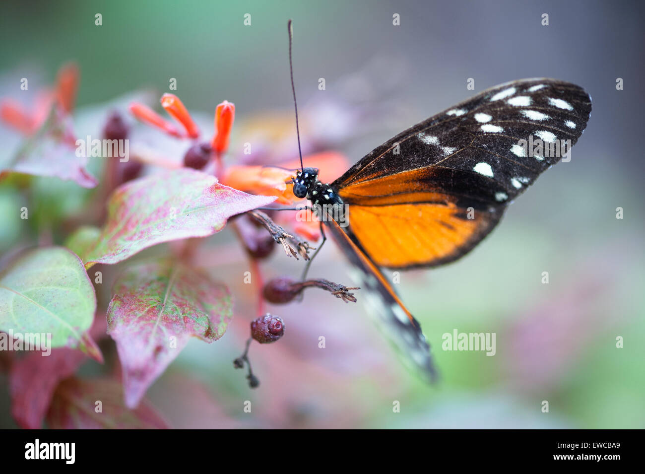 Macrophotography of a butterfly on leaves Stock Photo