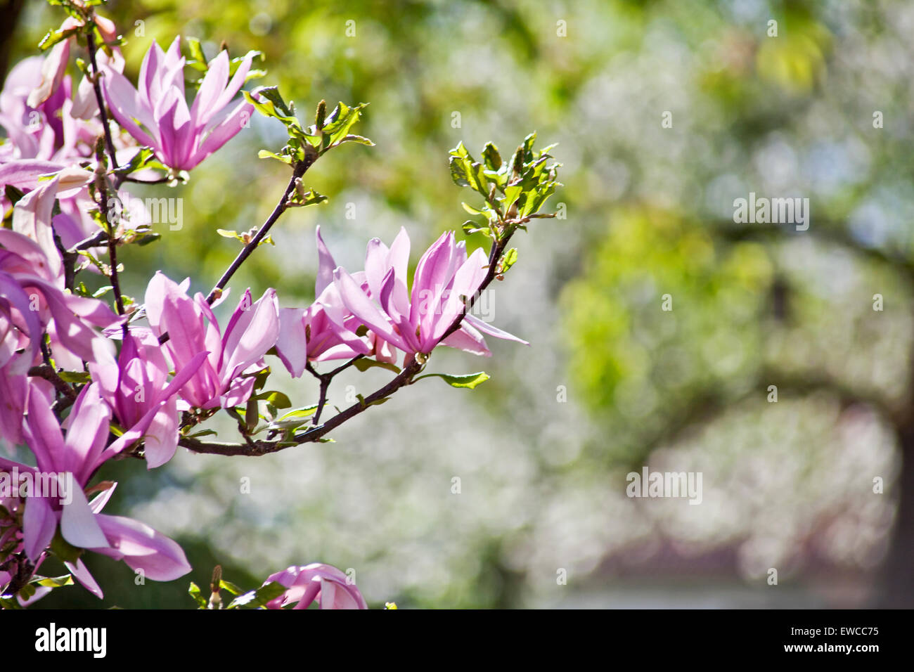 Magnolia Flower Buds Stock Photo - Alamy