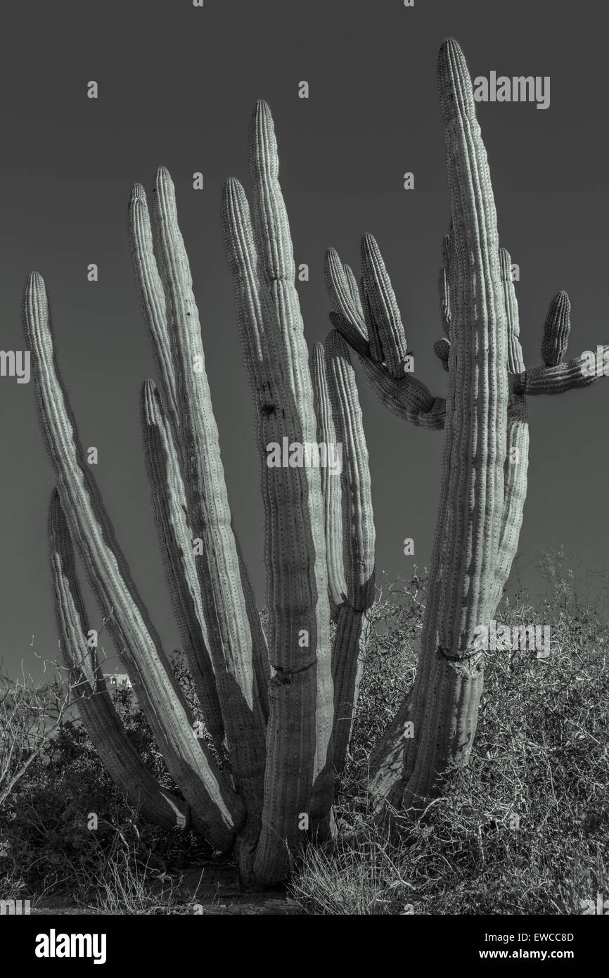 Saguaro Cactus in monotones – native to the Sonora Desert of Mexico and Arizona Stock Photo