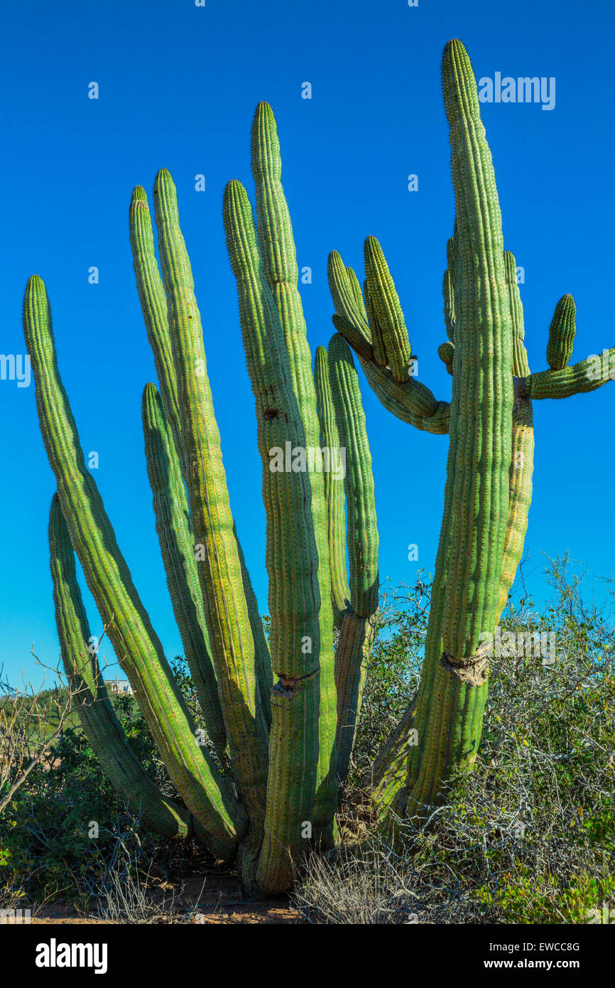 Saguaro Cactus is native to the Sonora Desert of Mexico and Arizona Stock Photo