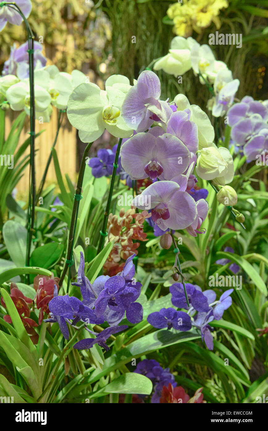 Beautiful Thai Orchids High Resolution Stock Photography and Images - Alamy
