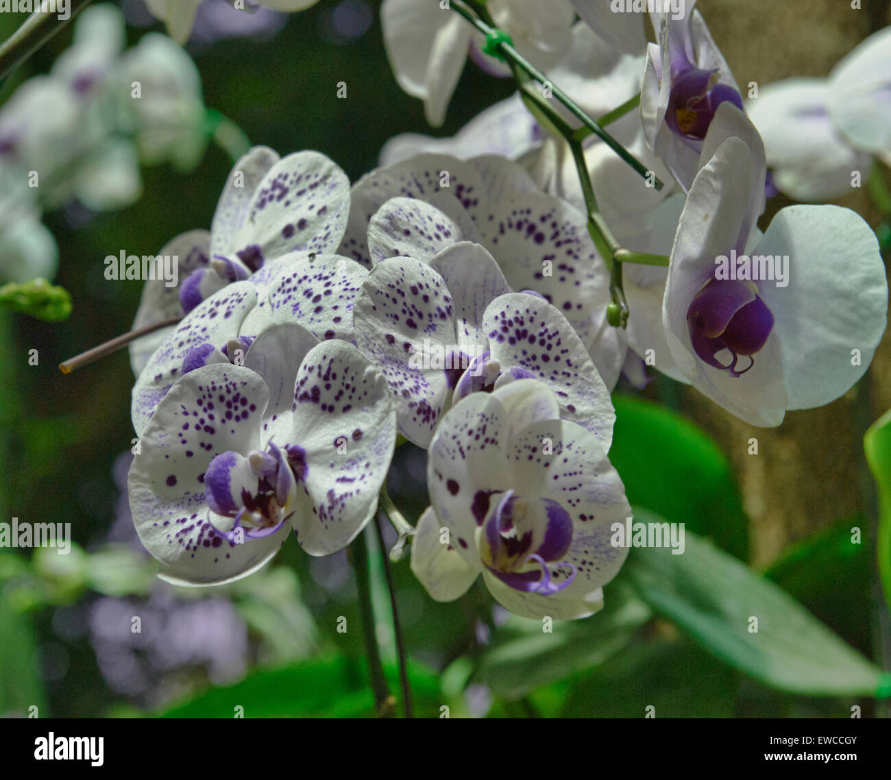 Beautiful thai orchids hi-res stock photography and images - Alamy