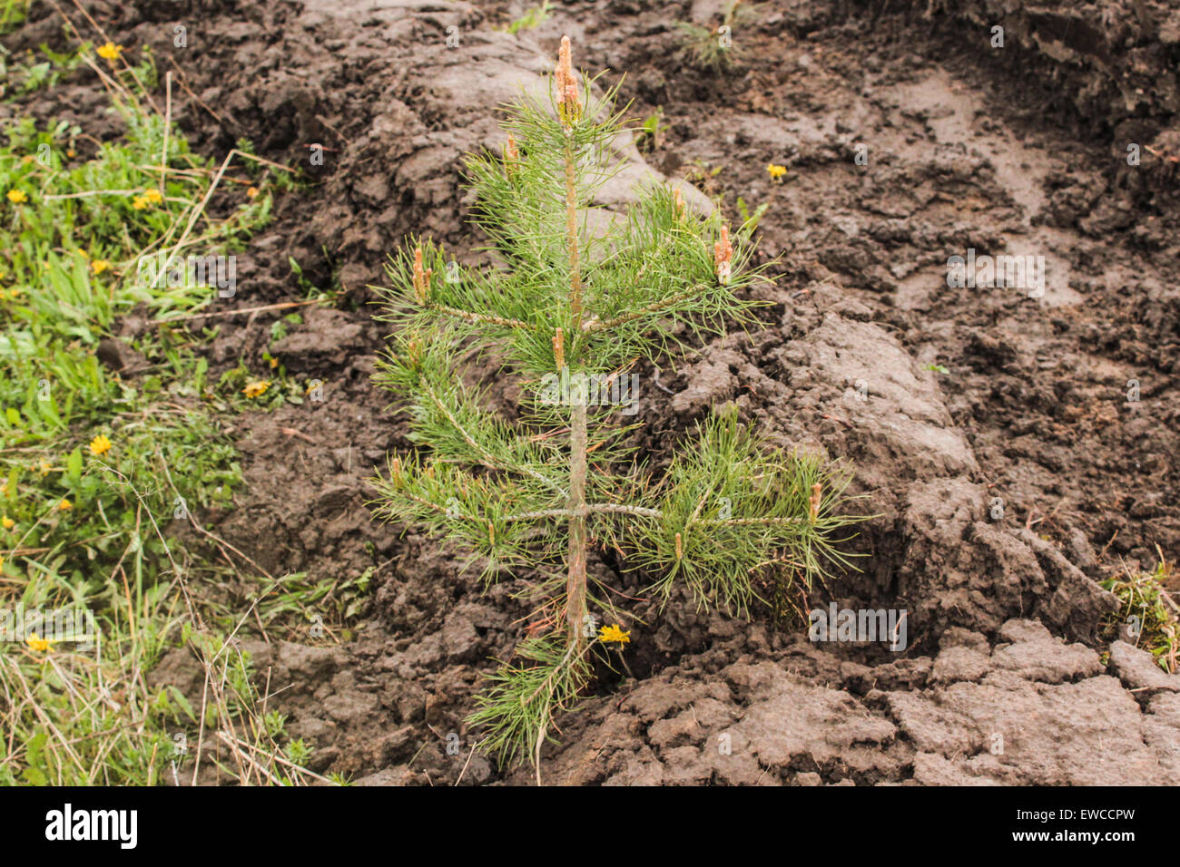Newly planted one year old pine tree seedling growing in forest floor. Stock Photo
