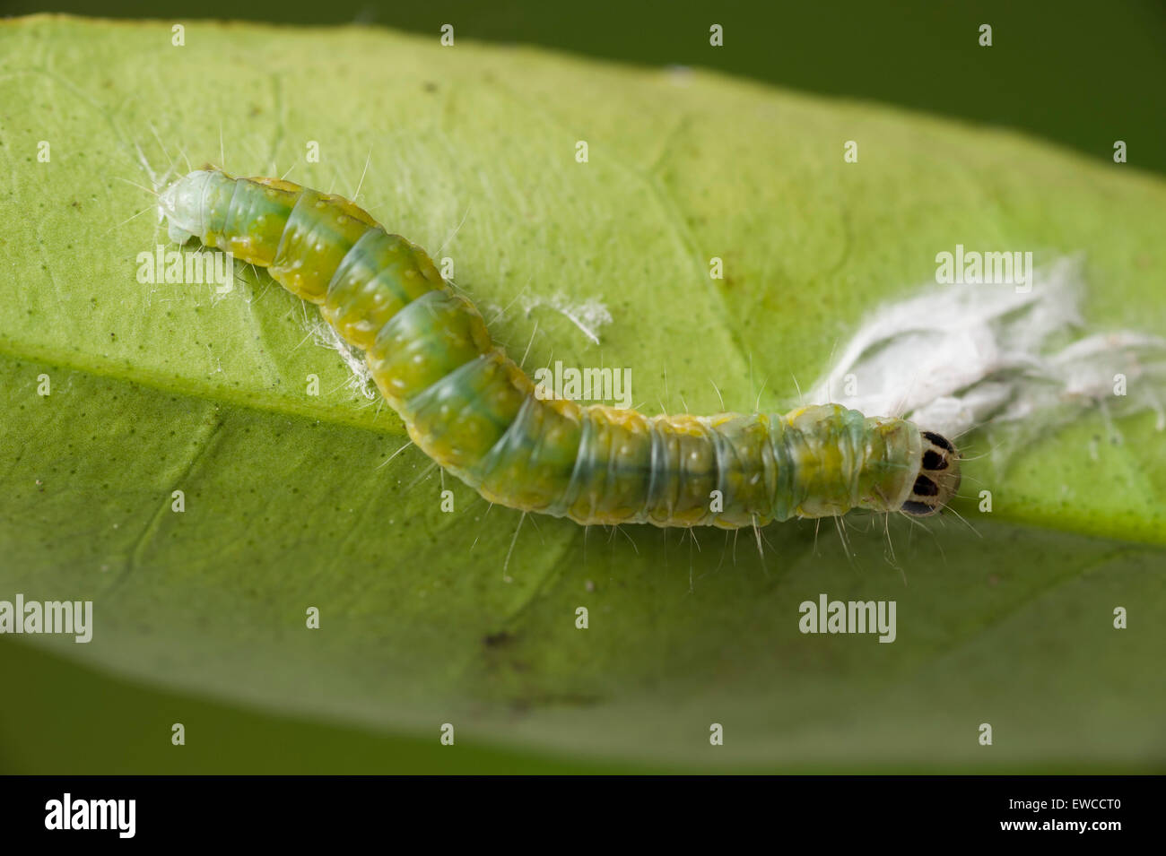 Ivy leafroller caterpillar on cumquat leaf Stock Photo