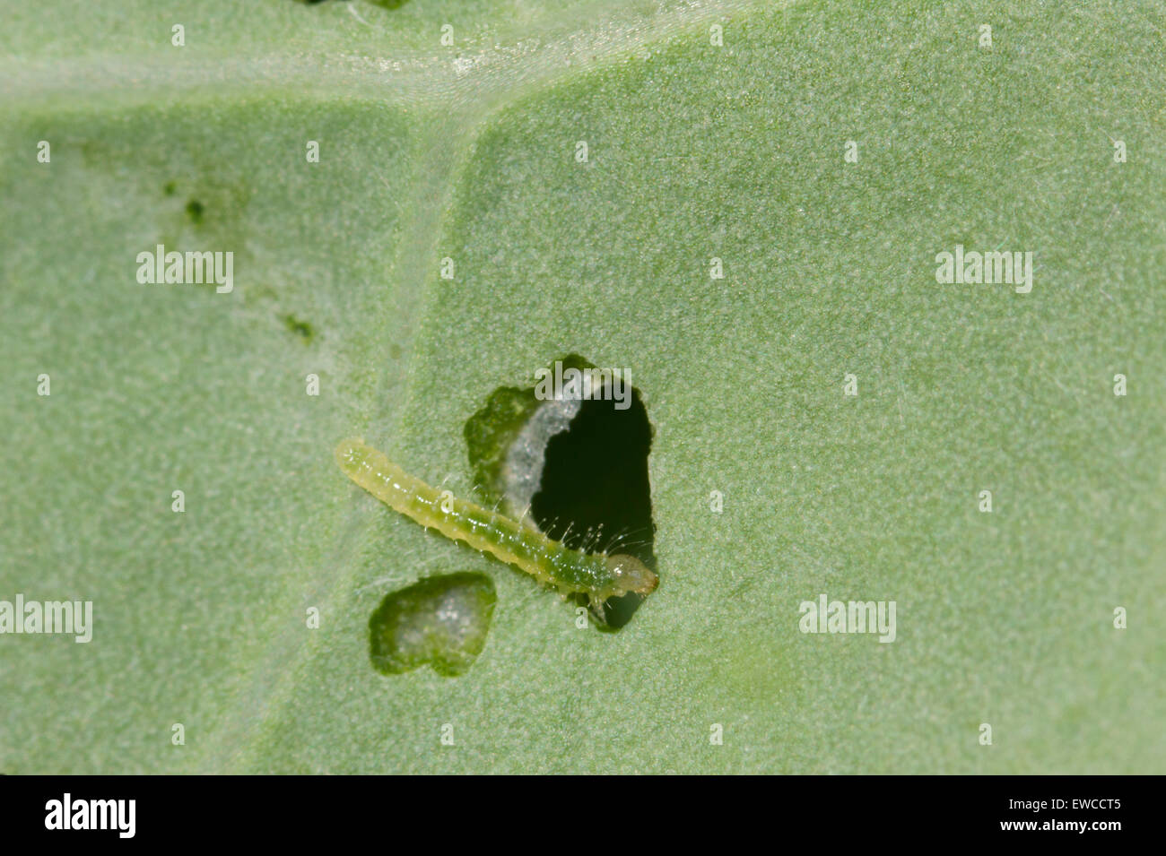 Just hatched cabbage white (small white) butterfly caterpillar on broccoli Stock Photo