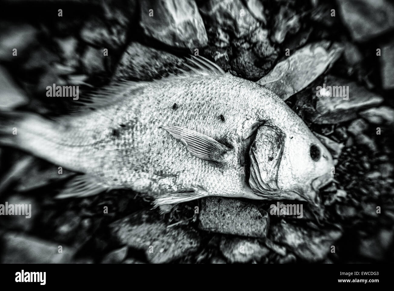 Black and White corpse of a fish lies on the bank of the river. Stock Photo