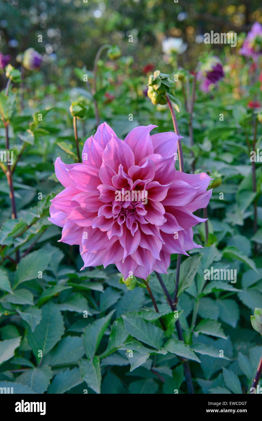 Decorative dahlia in Chiang Rai, Thailand Stock Photo