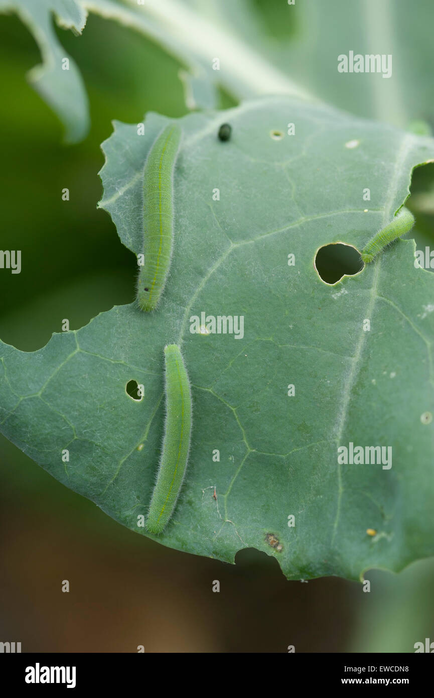 Cabbage white (small white) butterfly caterpillars on broccoli Stock Photo