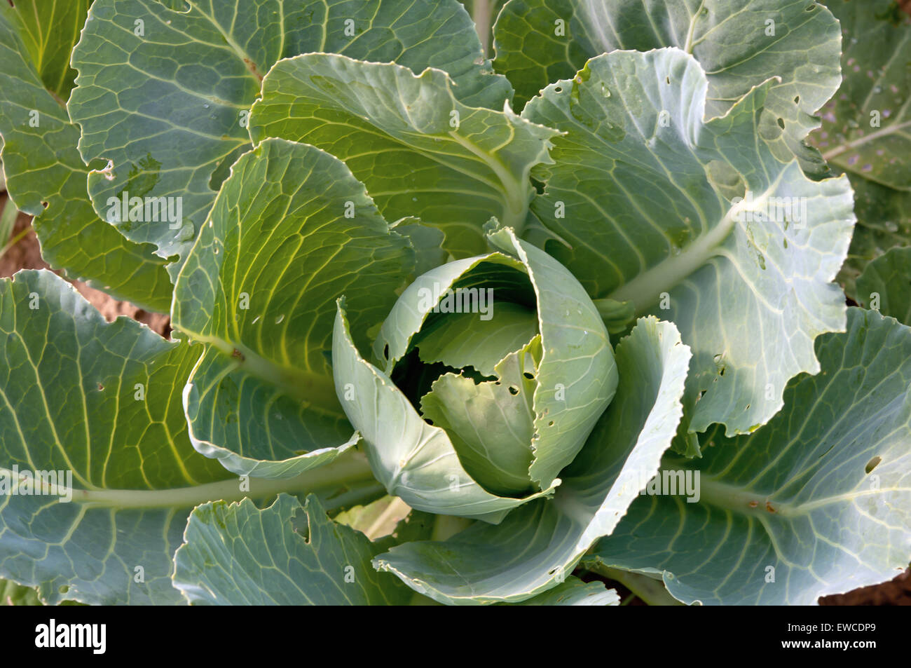 organic cabbage on the field ready to harvest Stock Photo Alamy