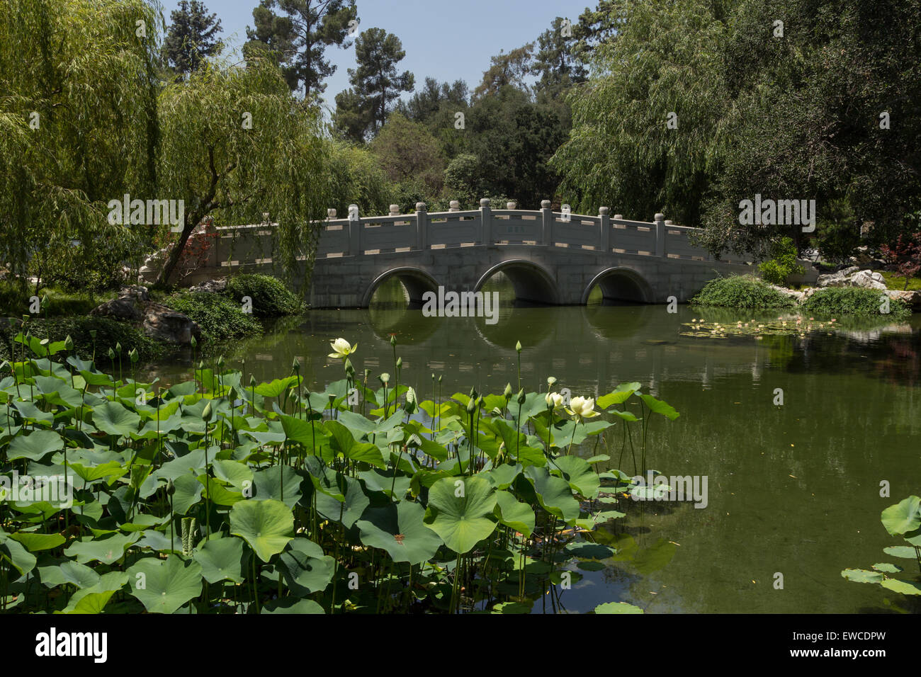 Chinese botanical garden with a pond, bridge and lotus flowers in Southern California Stock Photo
