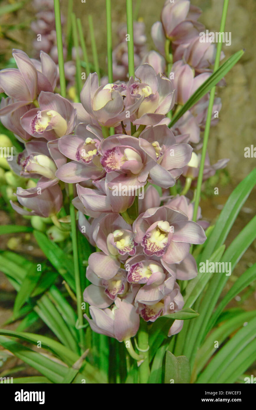 pink Cattleya orchids, Chiang Rai, Thailand Stock Photo
