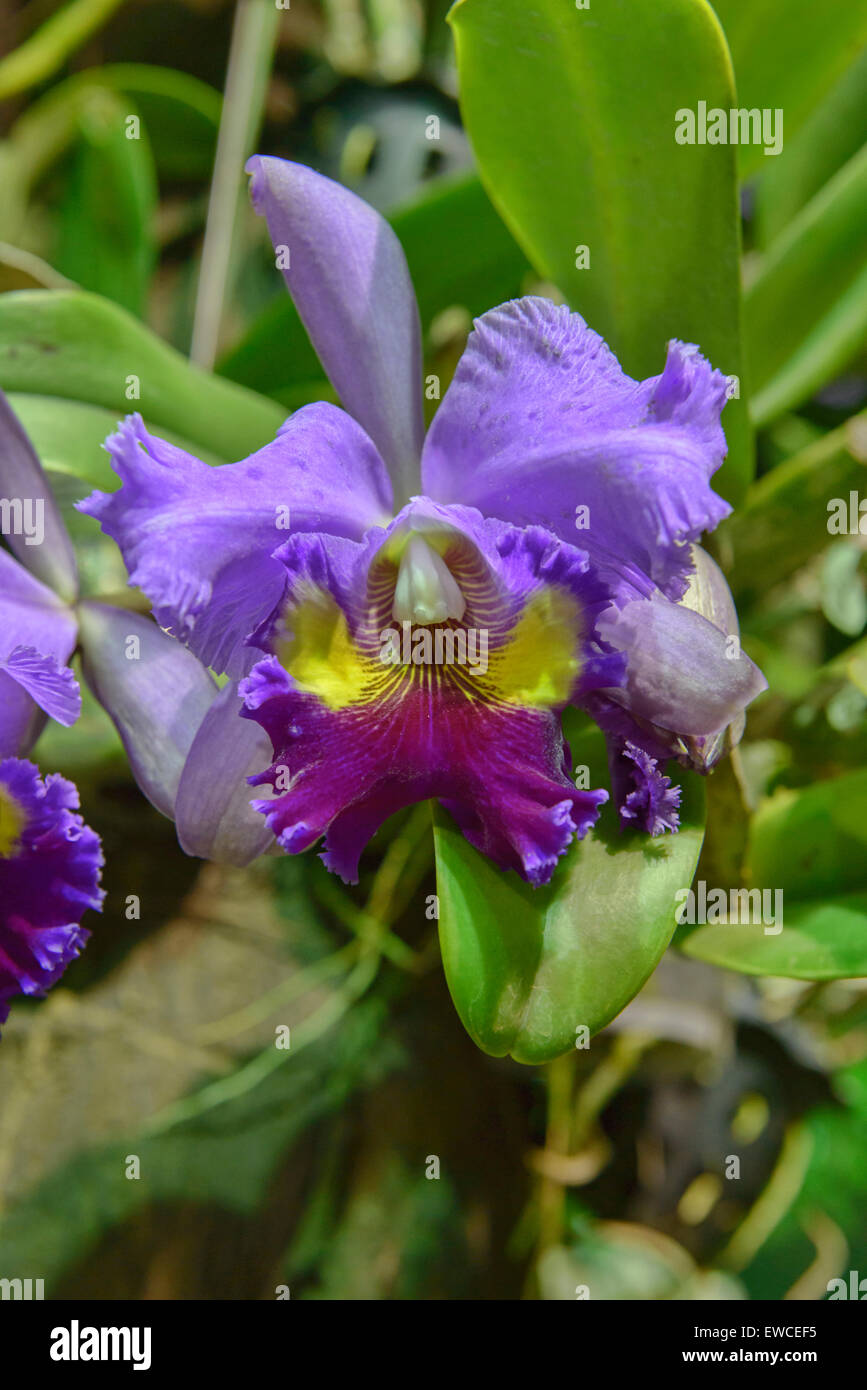 Cattleya Hybrid, Orchid Flower, Beautiful White Lavender Cattleya orchid, Chiang Rai, Thailand Stock Photo