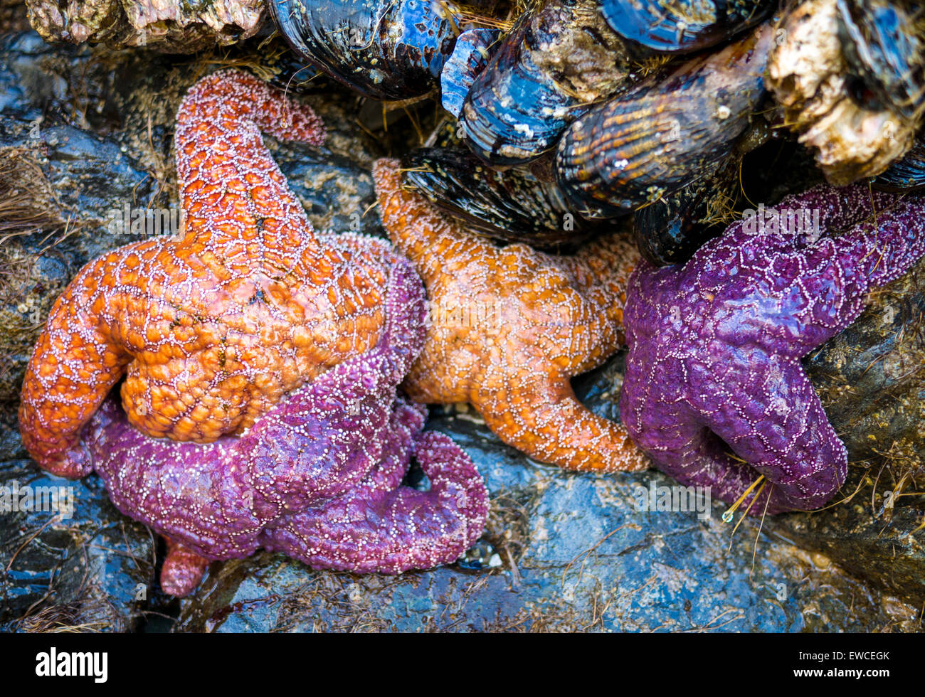 Starfish on Chesterman Beach in Tofino, British Columbia Stock Photo