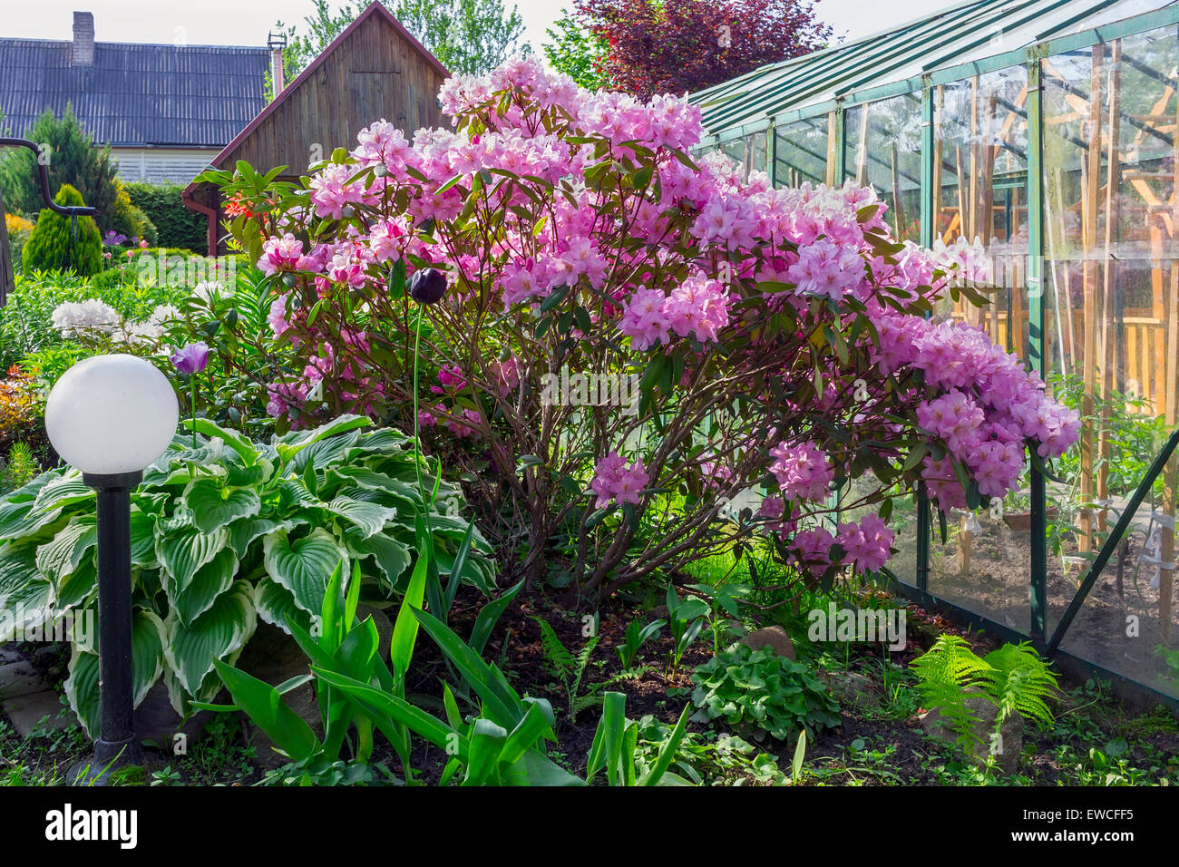 Bush Of A Pink Rhododendron In A Fine European Garden Landscape
