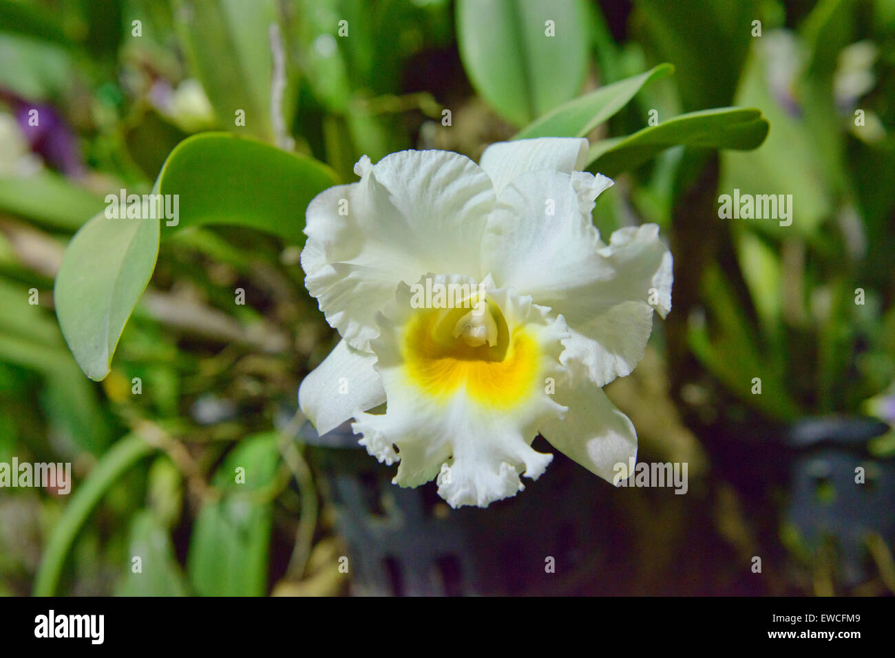 White Cattleya Orchid with yellow lip, Chiang Rai, Thailand Stock Photo