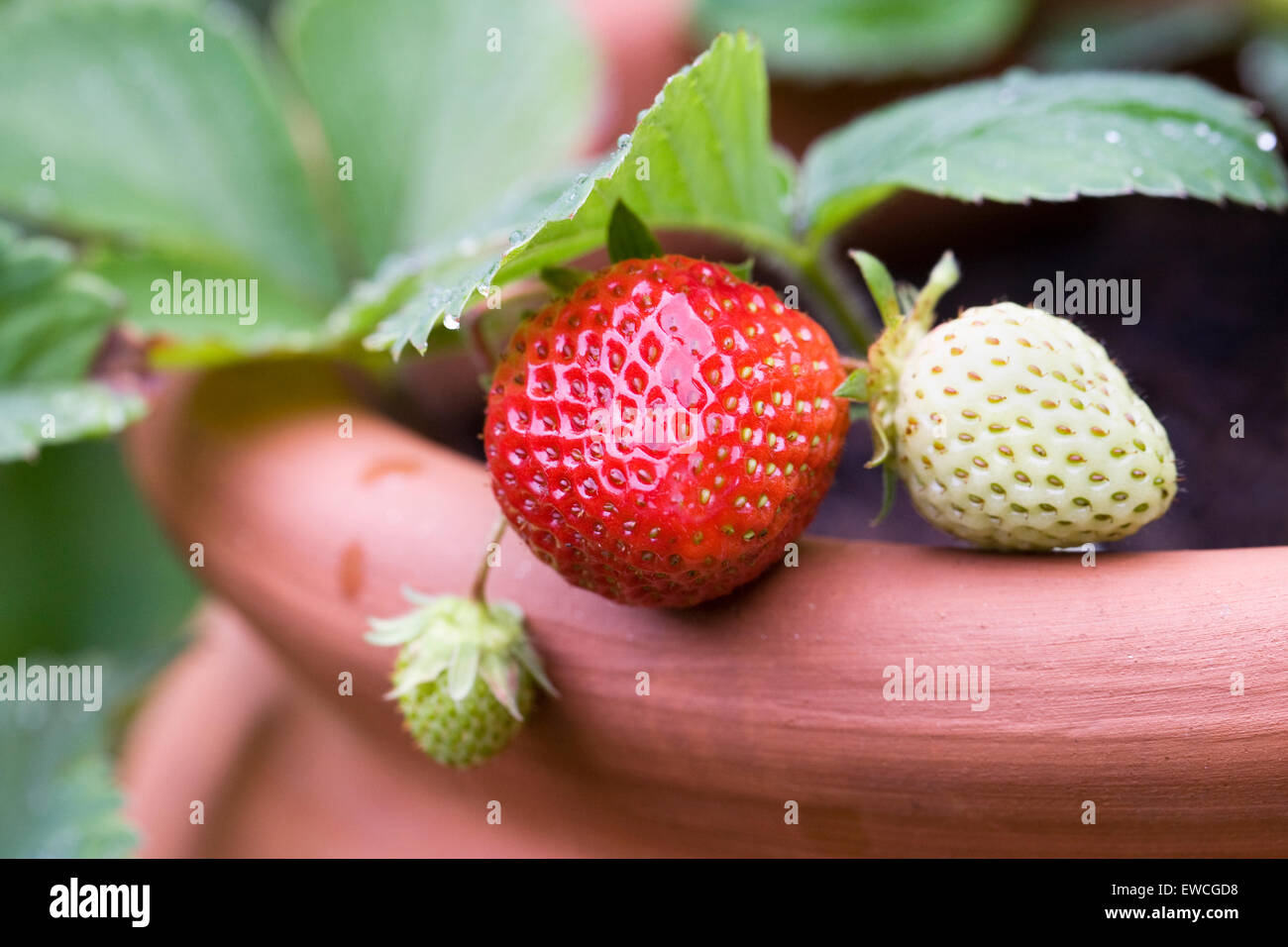 Strawberries growing in a terracotta pot. Stock Photo