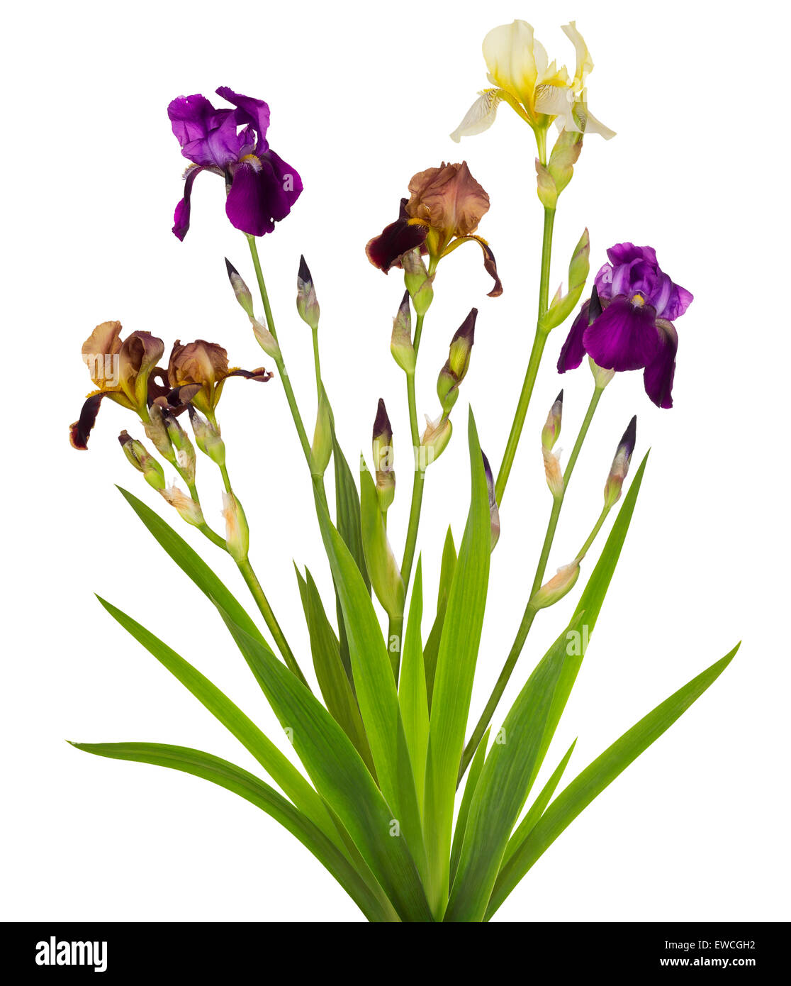 Bush of Royal blue and brown Irises. Isolated collage from several