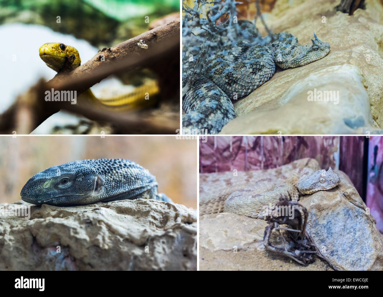 collage of four photos: the snake, lizard and python Stock Photo