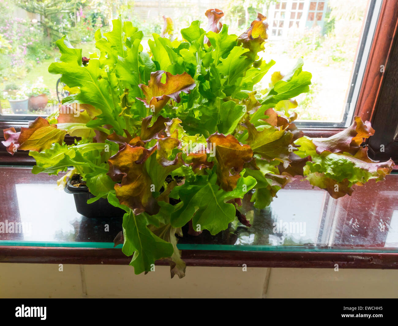 Growing lettuce and tray hires stock photography and images Alamy