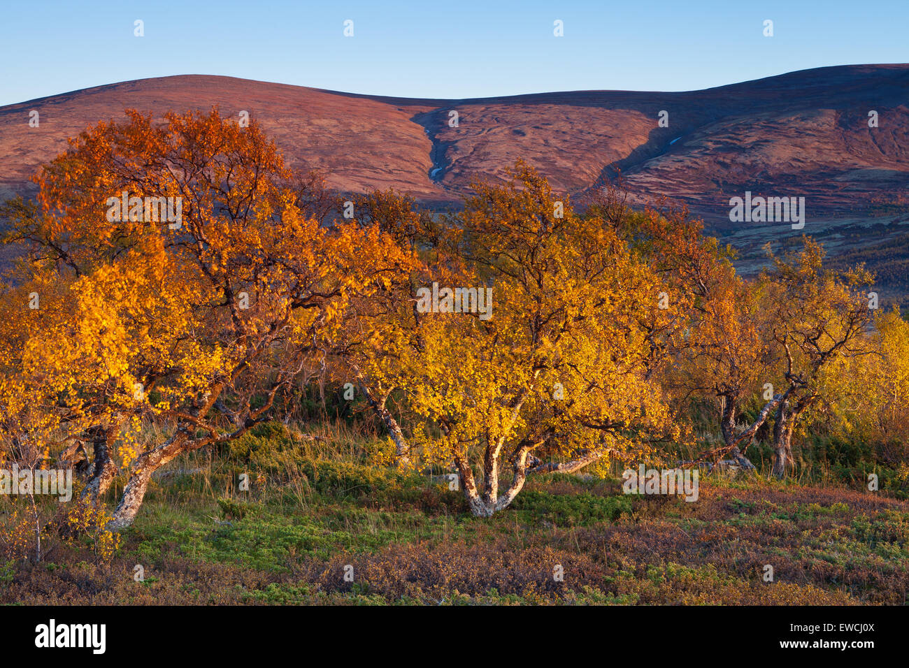 Autumn colored birch trees and evening light at Dovrefjell in Dovre kommune, Norway. Stock Photo
