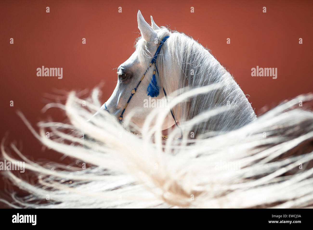 Arabian Horse. Portrait of gray stallion with its tail in foreground. Egypt Stock Photo