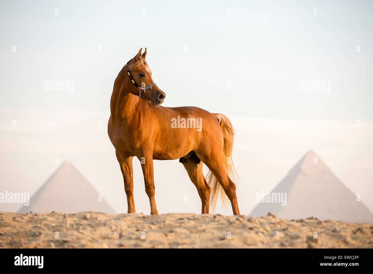 Arabian Horse. Chestnut stallion standing in front of the Pyramids of Giza in the desert. Egypt Stock Photo