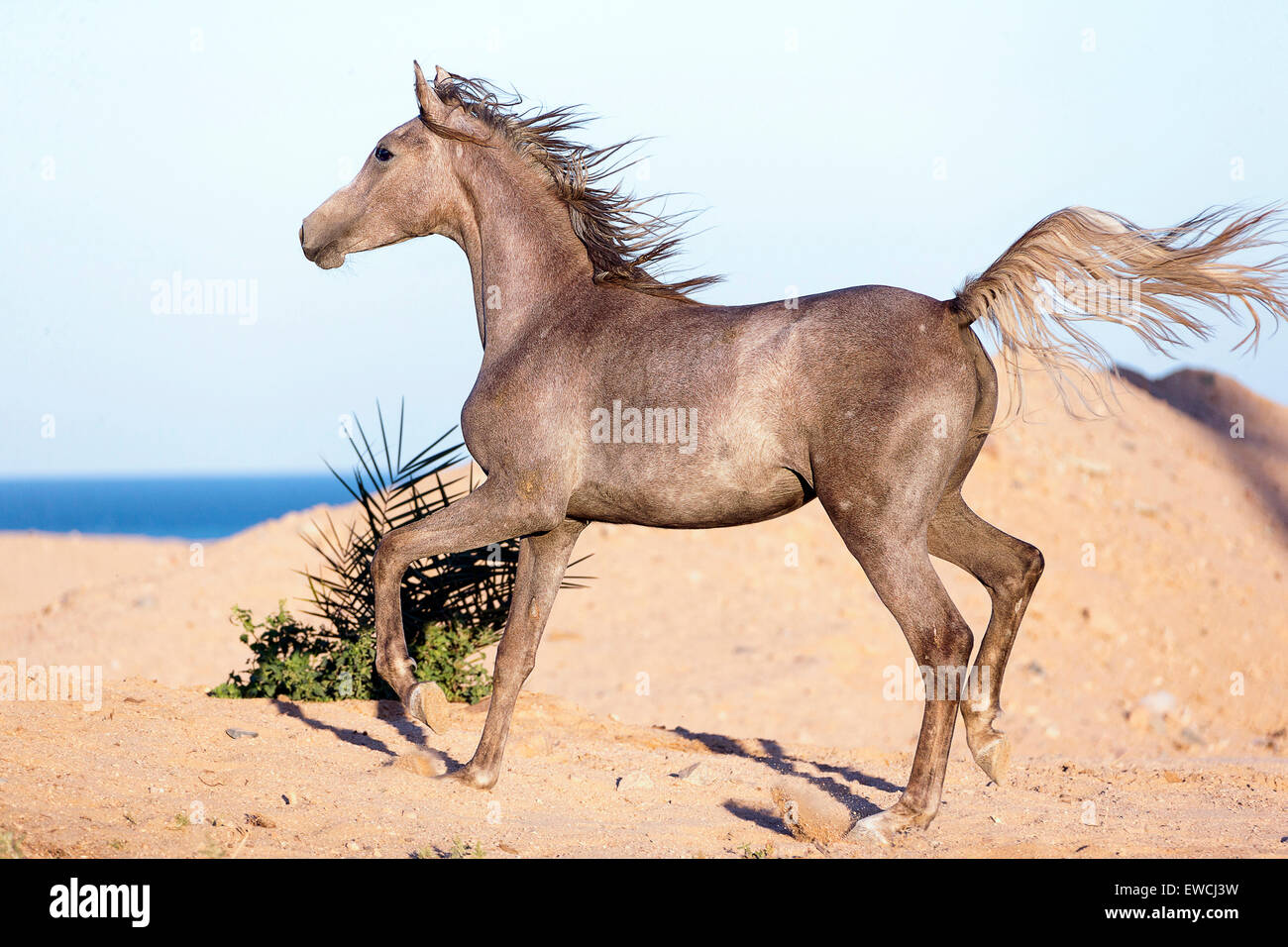 Arabian Horse. Young strawberry roan mare trotting in the desert. Egypt Stock Photo